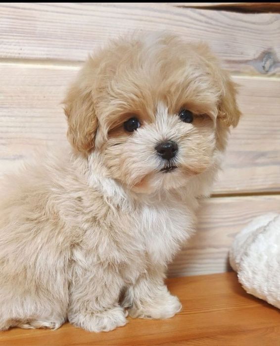 Maltipoo poodle apricot mini toy
