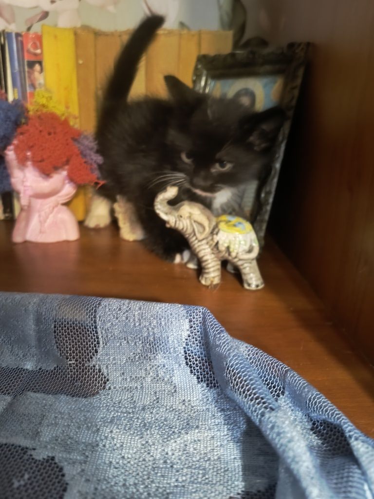 Спешно дом за няколко малки котенца