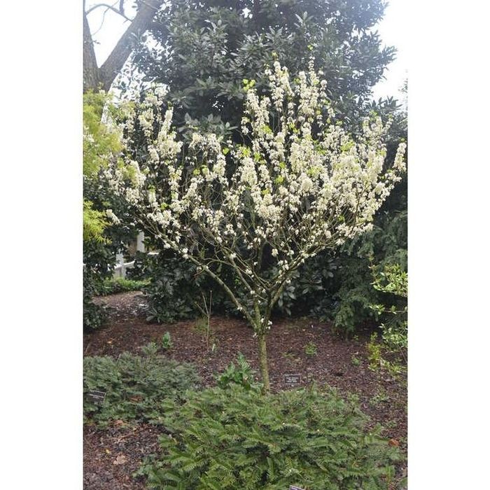 Cercis Chinensis Shirobana