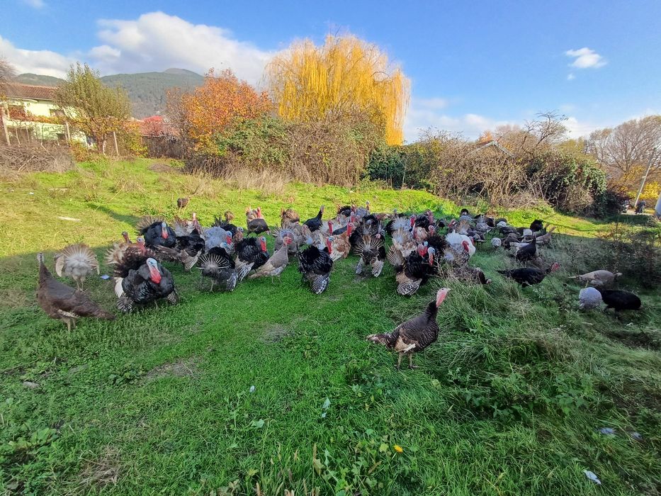 Продавам домашни пуйки