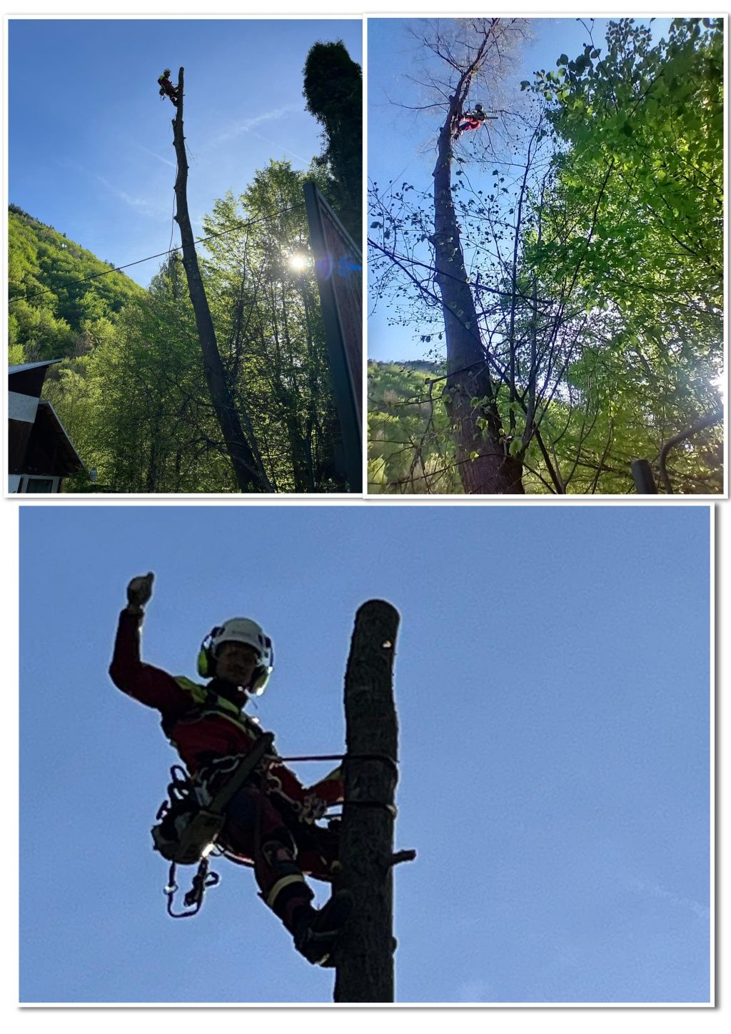 Taiere arbori taiere copaci toaletare arbori toaletare copaci