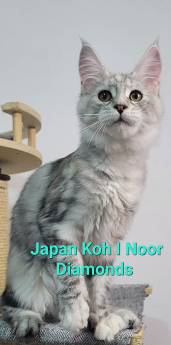 Pui pisică maine coon