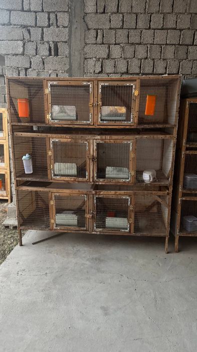 Куён ини    холати ало