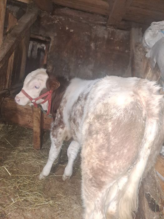 Tăuraș belgian de 4 luni .