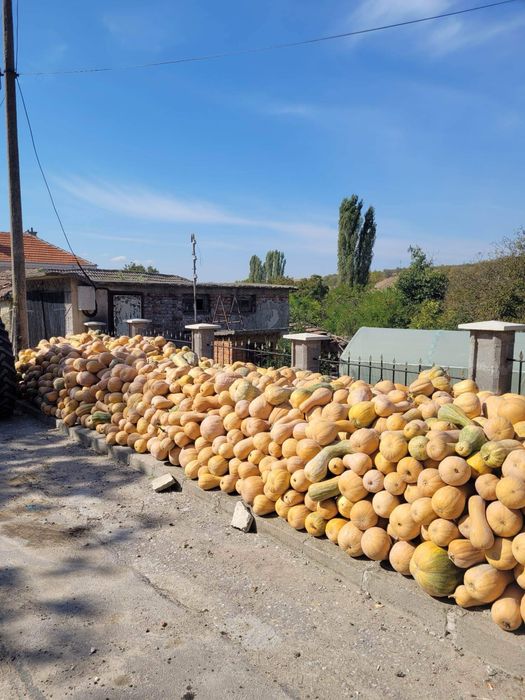 Тикви цигулки и гъдулки