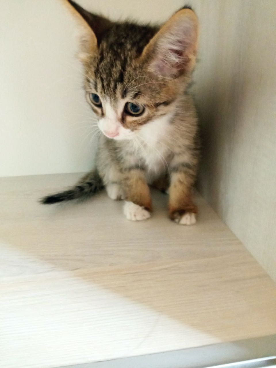 Отдадим котят в надежные руки!