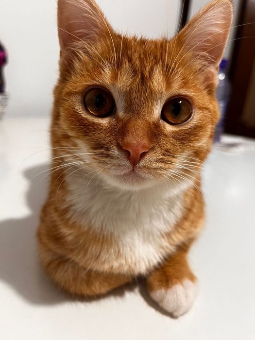 котик ищет новый дом
