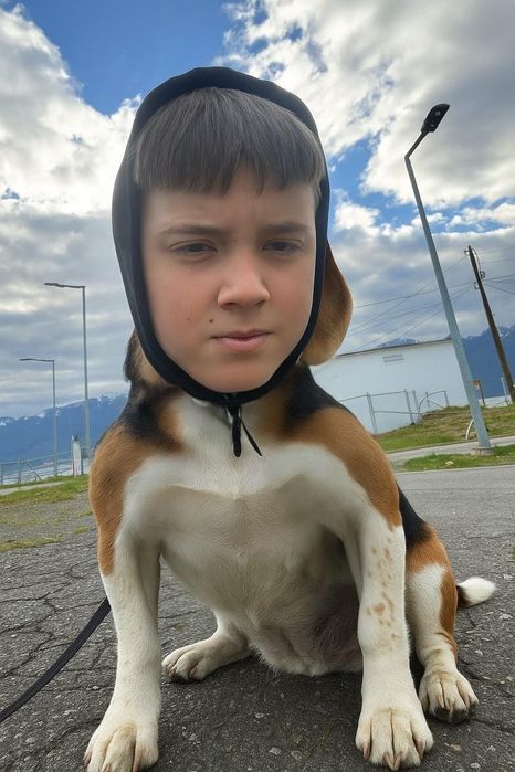 Куче в добро състояние