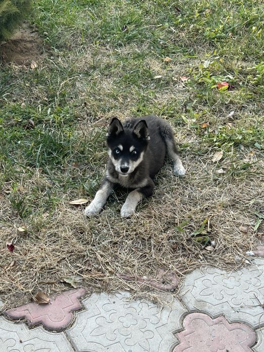 Продается хаски 2месяц