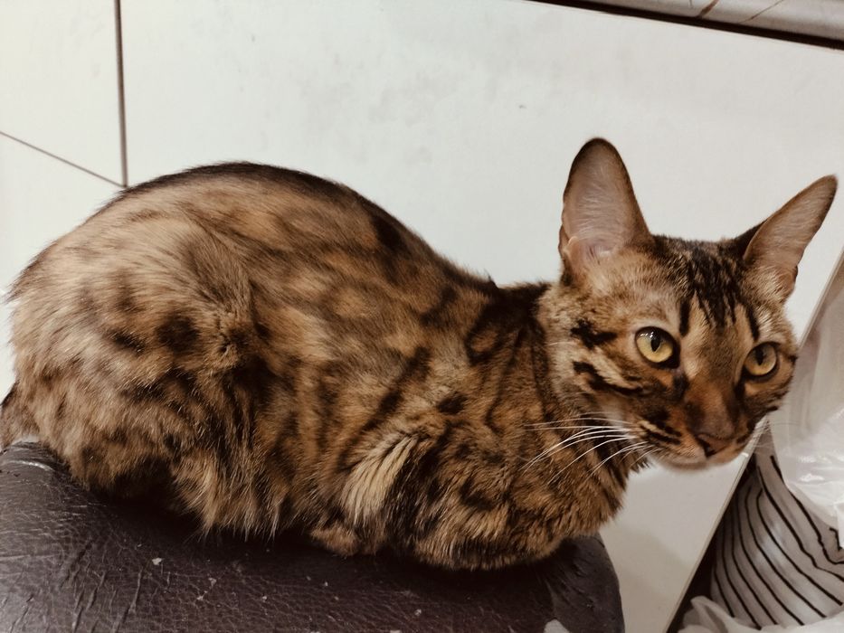 Продам кошку бенгала