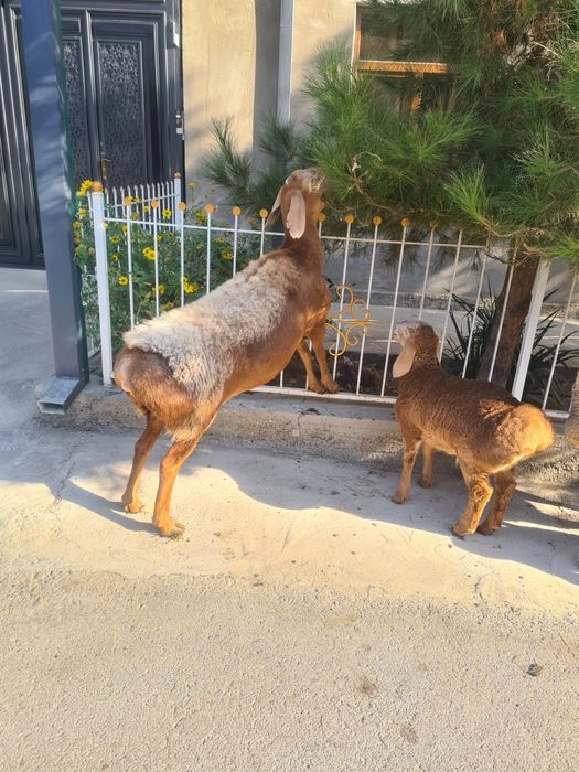 Arashan ona bola sotiladi  soglom