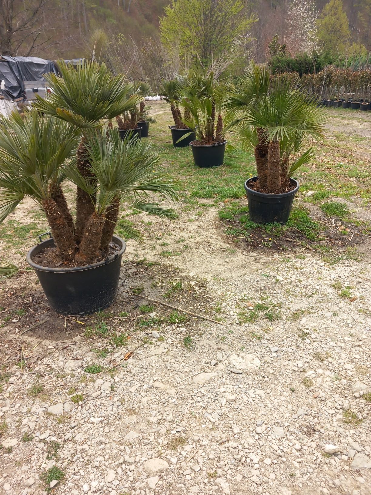 Palmieri camerops cycas