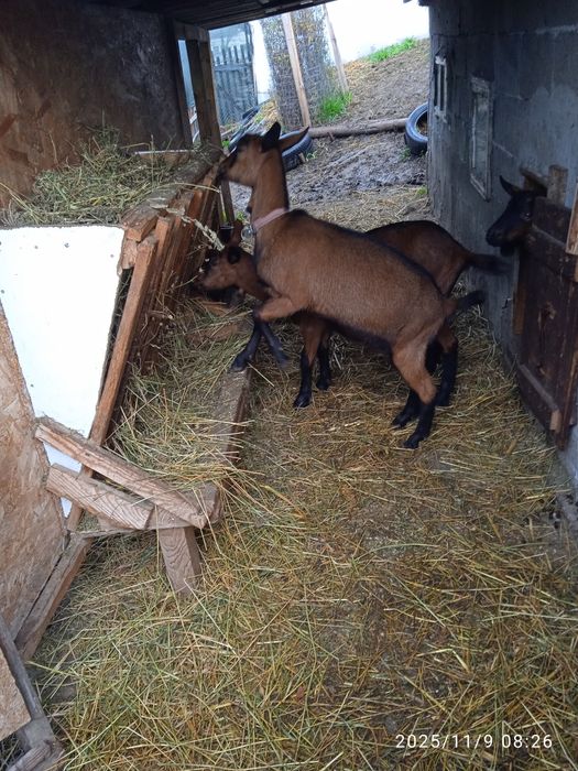 Lapte de capră alpină și iade de vânzare