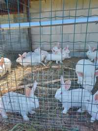 Зайци за разплод и месо порода Цика