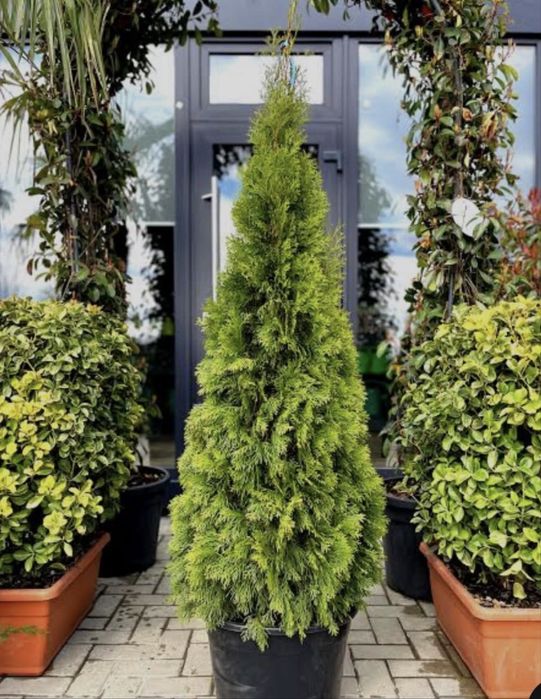 Plante Ormantale si Gazon Rulou CALITATE EXTRA