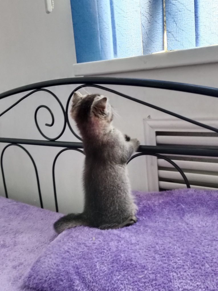 Скоттиш фолд мальчик тикированный золотой Шиншила