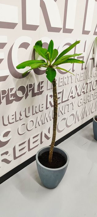 Plumeria (Frangipani) plante mature in ghiveci