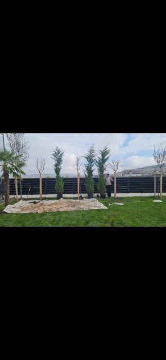 Cupressus leylandi Oferta 3.5m la 200 lei bc