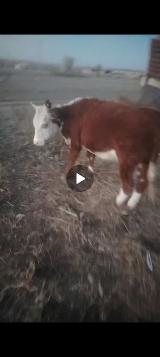 Тай кашар сатылады