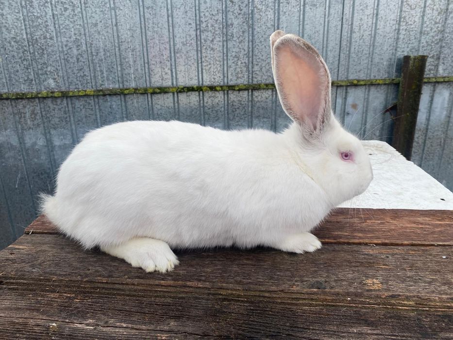 Vând Mascul Uriaș De Transilvania