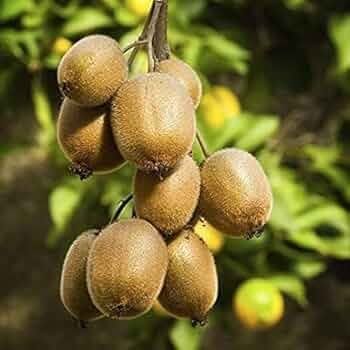 Kiwi Jenny autofertil