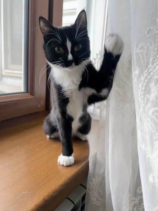 Кошечка в хорошие руки