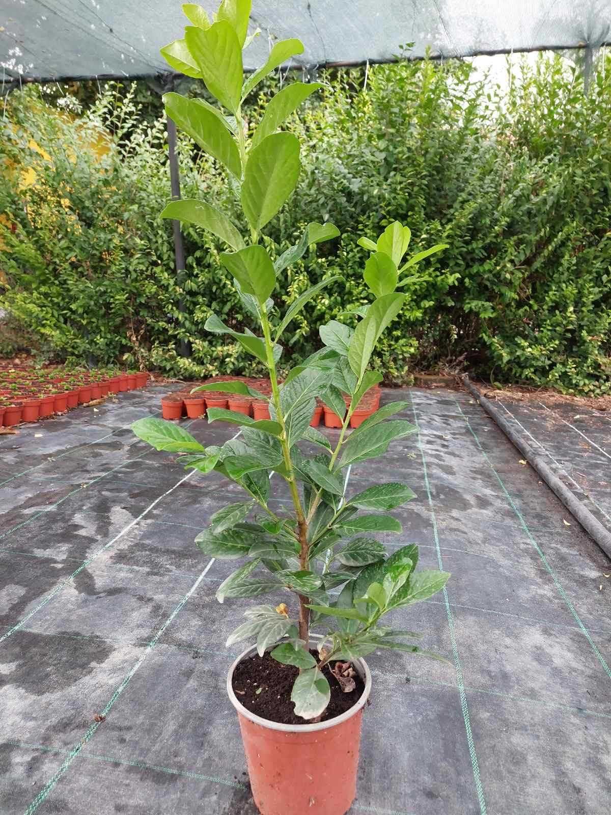 Лавровишна / Prunus “Novita”