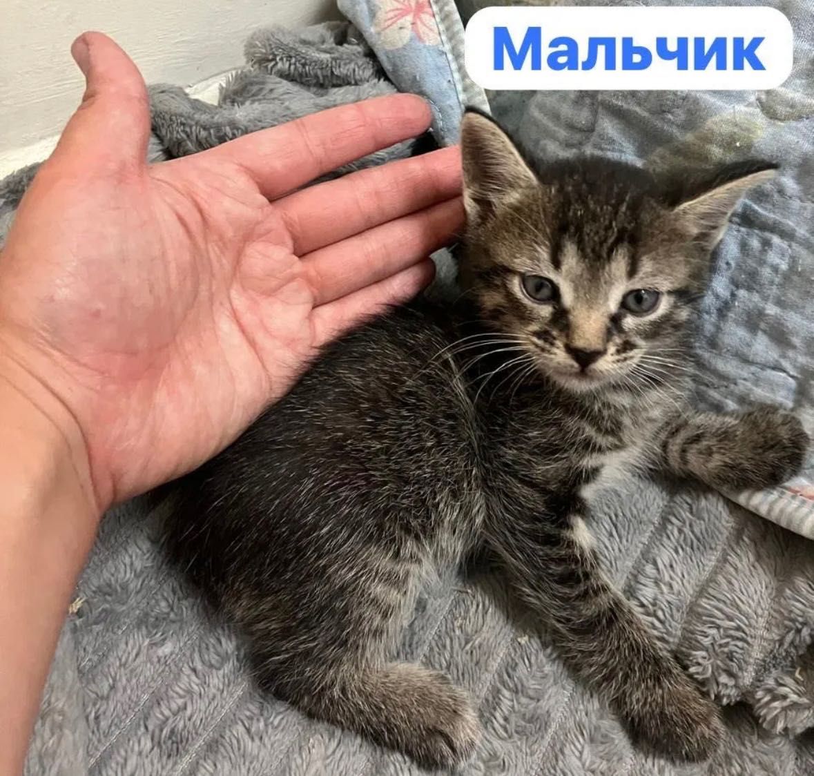 Отдам котят в добрые ручки