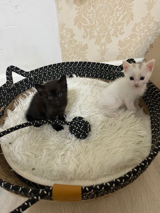 Котенки Турецкого Вана )