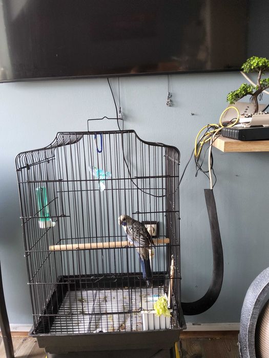 Папагал пенантова розела