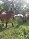 De vinzare cal castrat