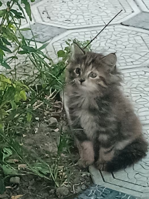 Отдам в хорошие руки миленьких котят.