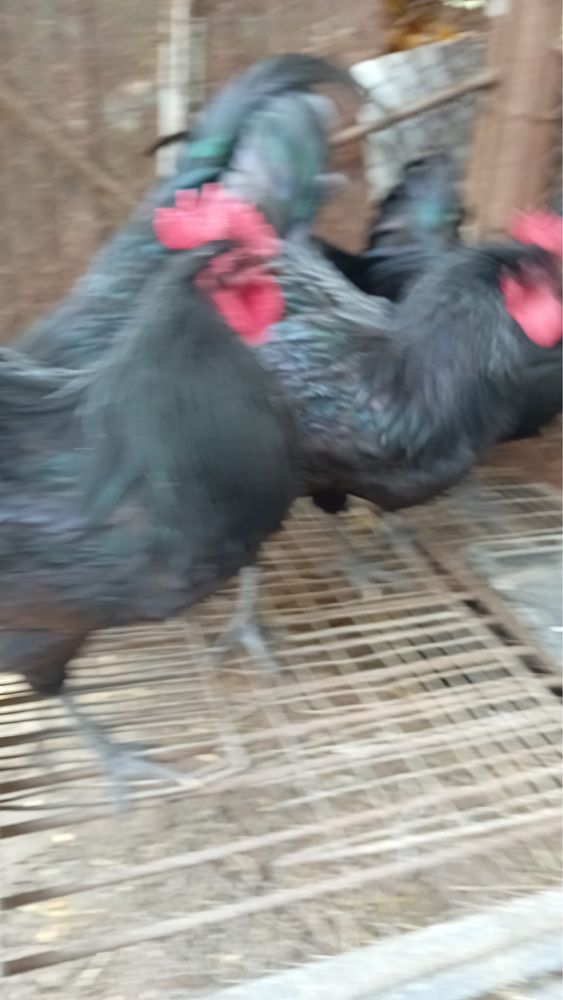 Cocos rasa australorp