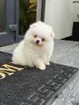 Fetita pomeranian