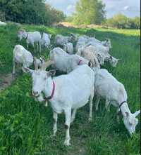 Lapte și telemea de capră Brașov