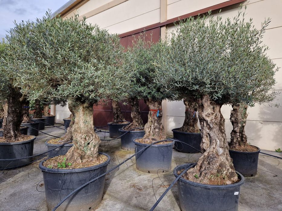 Maslini seculari grosi ( batrani )