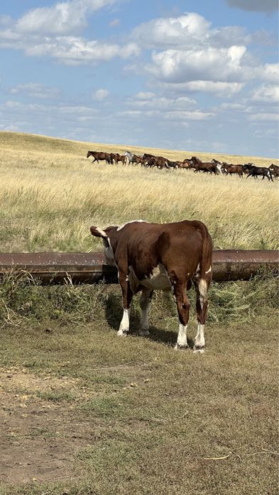 Подсос бұқалар акбас
