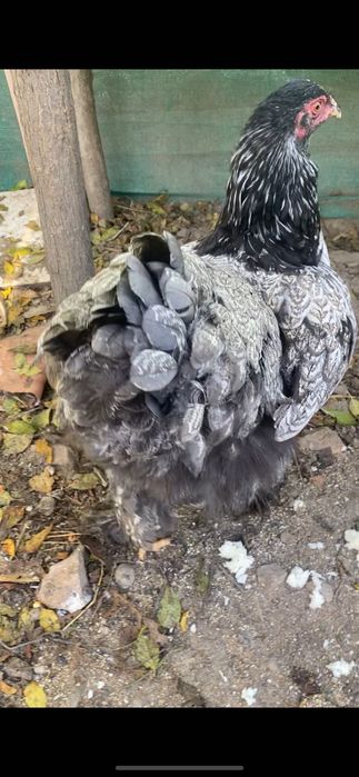 De vânzare 2 puicuțe sau scimb cu porțelan 400