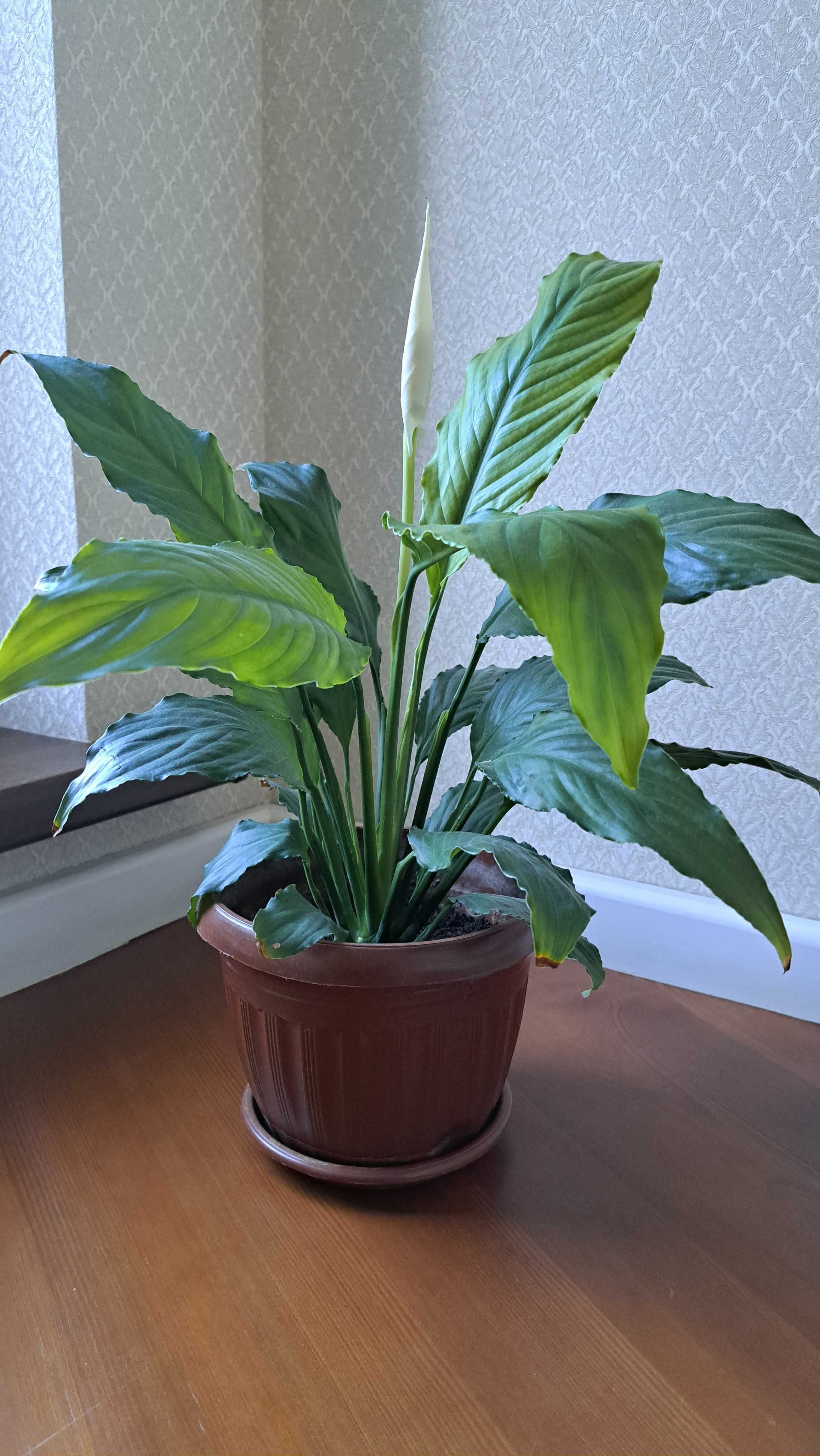 Cпатифиллум (Spathiphyllum) – «цветок женское счастье».