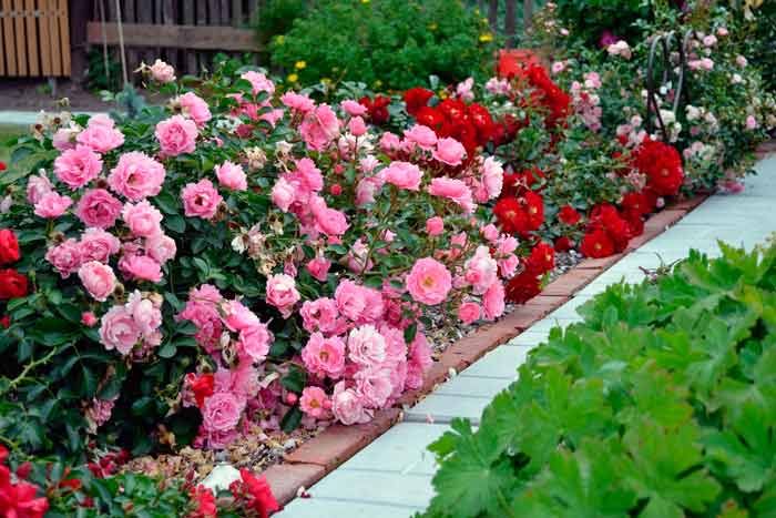 Саженцы розы пионовидные бордюрные оптом и в розницу