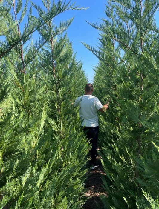 Pepinieră chiparos cupresus leylandi