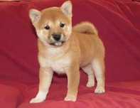 Shiba Inu de vanzare roscat, foarte frumos/transport