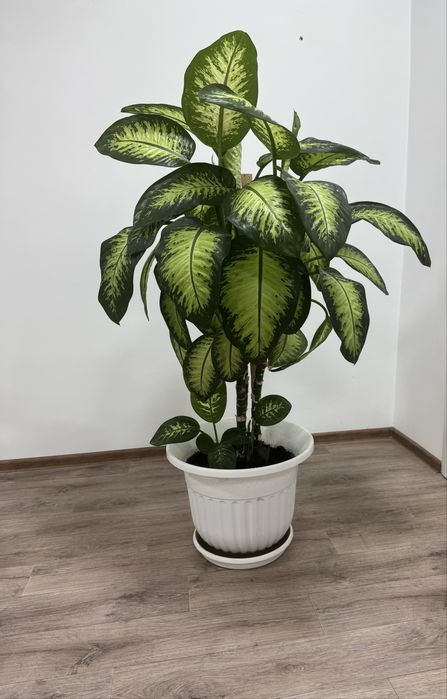 Продам цветок Дефинхабия