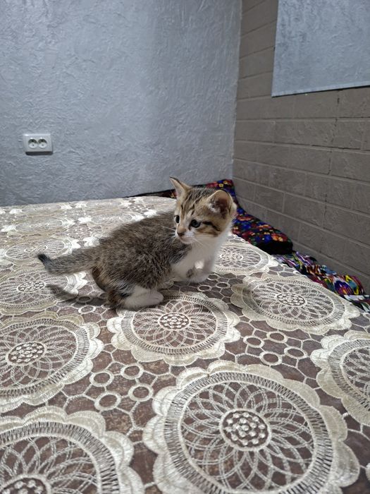 Котята, домашние, отдам в хорошие руки