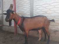 Tap alpin francez