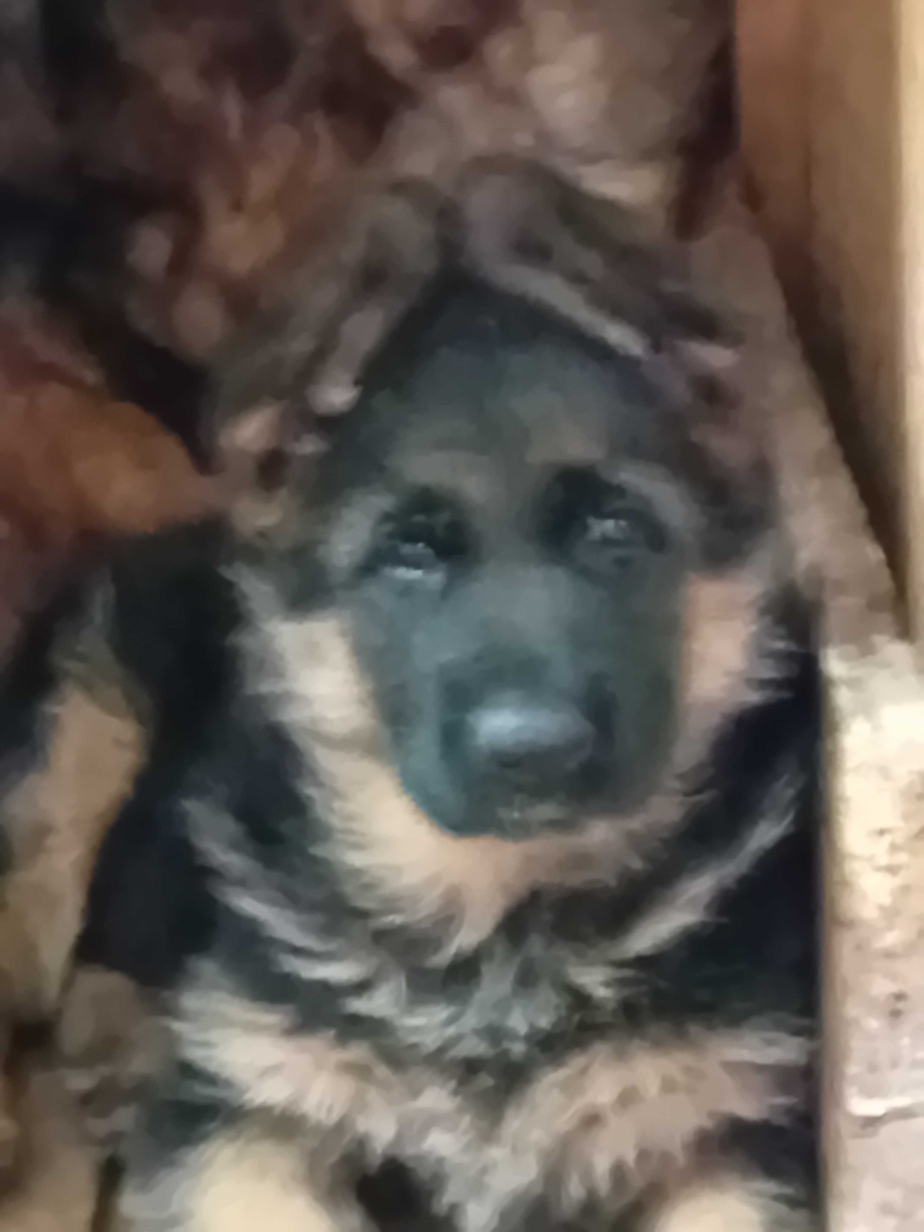 cățel ciobanesc german