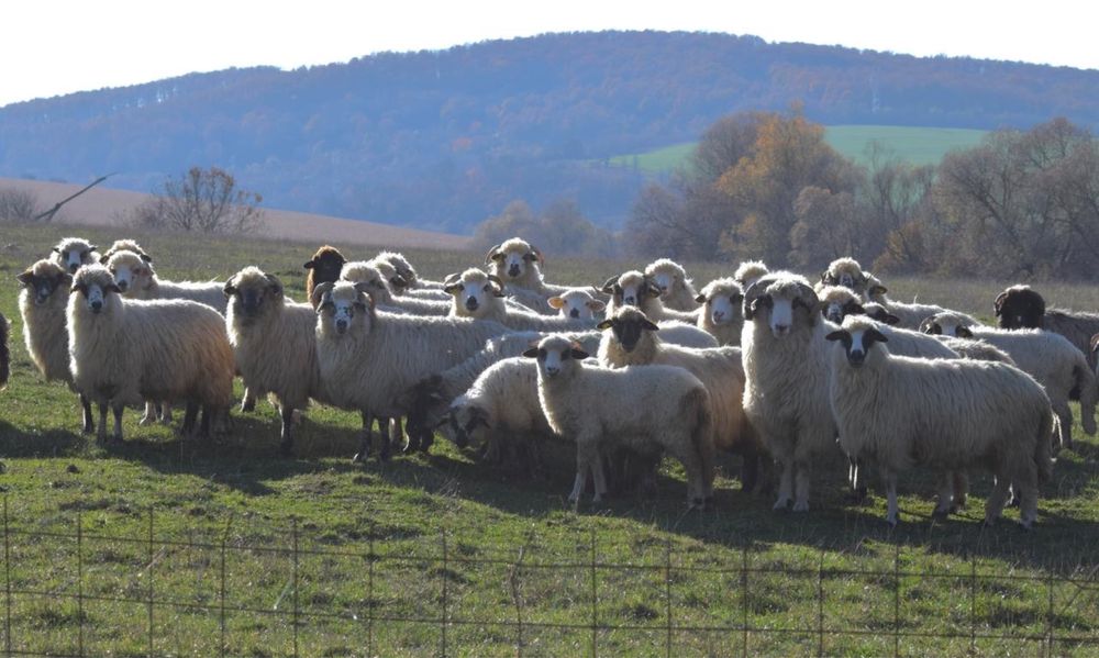 Vand 60 de oi reforma, rasa turcana