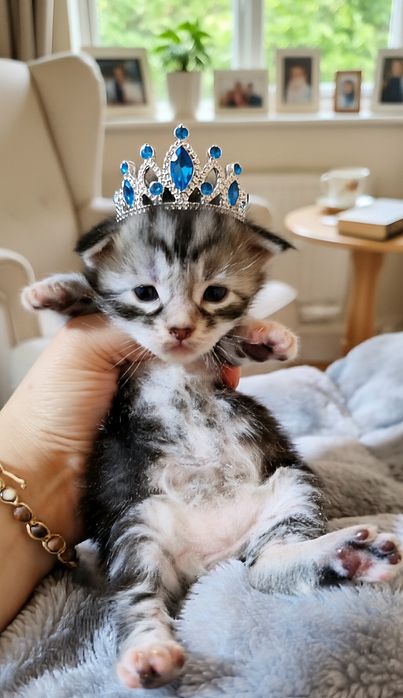 Maine Coon pedigree felisa autorizata