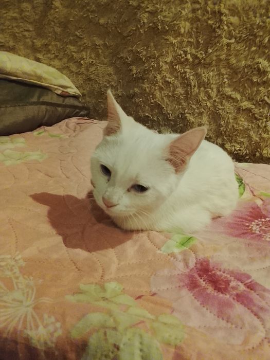 Отдам породистую кошку ангорку месяца 2 возраст