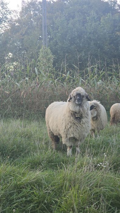 Oaie bucălaie de talie mare sau schimb pe o oaie breaza bună